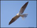 _2SB0399 white-tailed kite